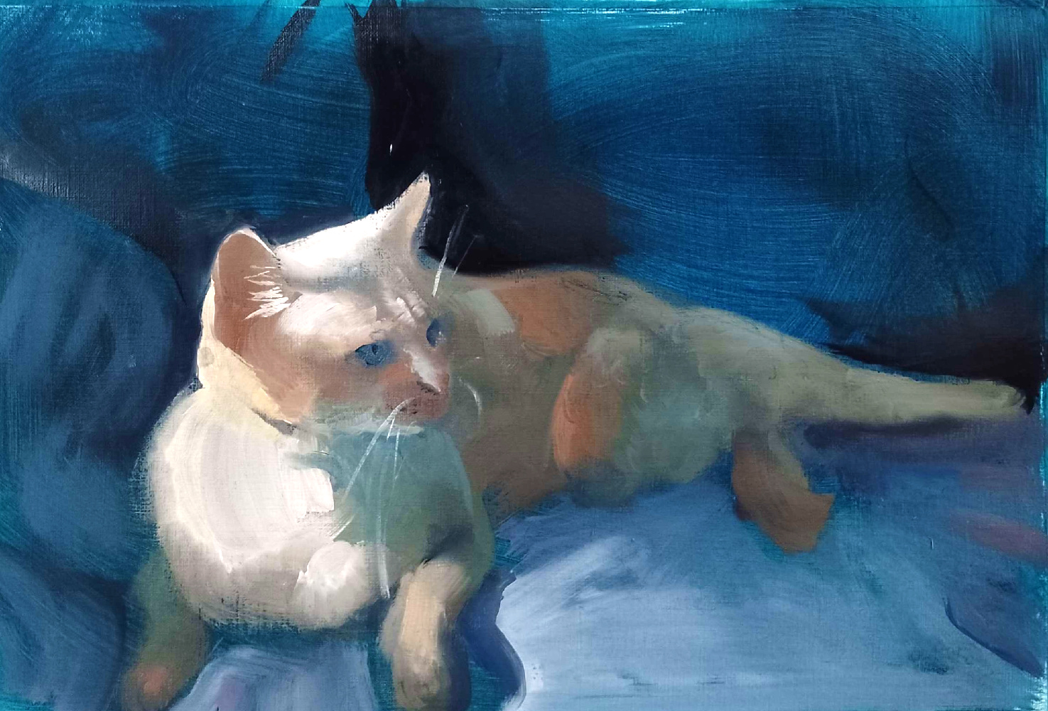 My Teacher's cat